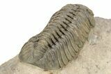 Bumpy Phacopid (Morocops) Trilobite - Beautiful Shell Color #273418-4